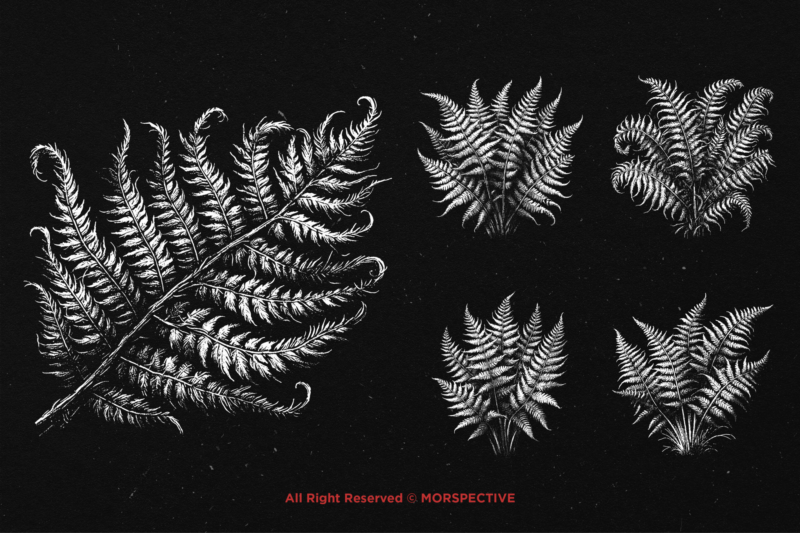 10 Bundle Dark Art Fern Plant - Image 3