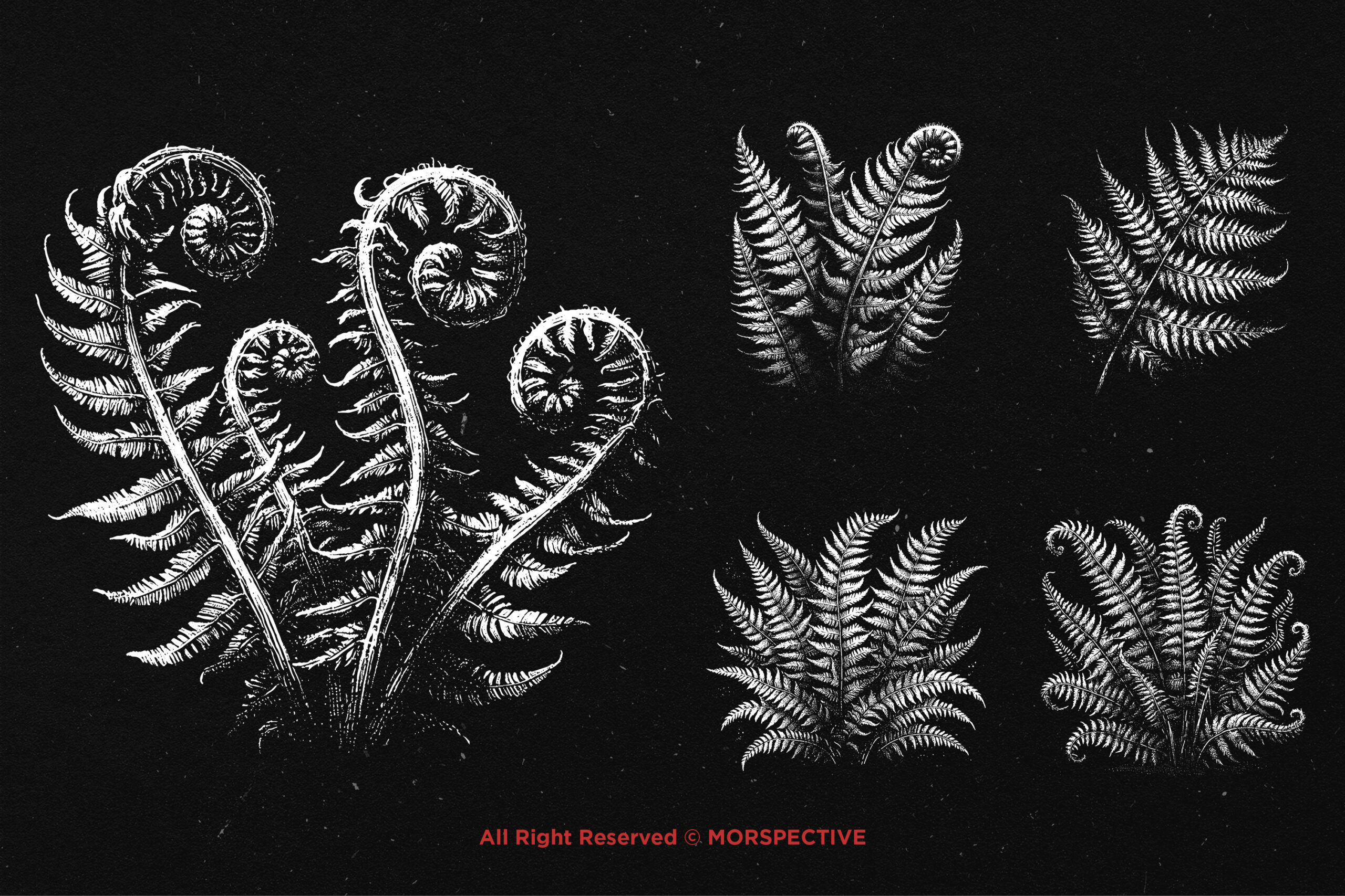 10 Bundle Dark Art Fern Plant - Image 4
