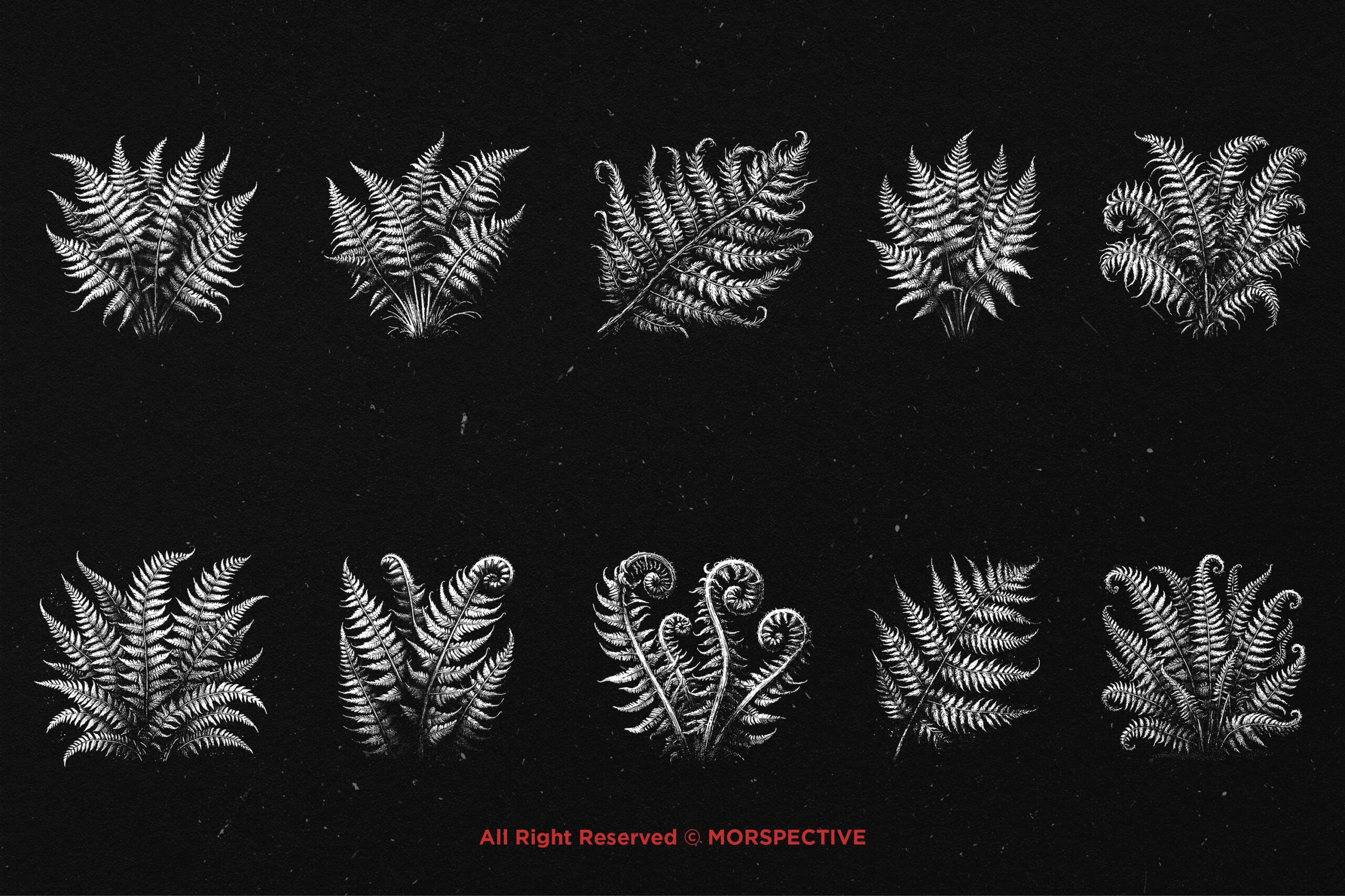 10 Bundle Dark Art Fern Plant - Image 5
