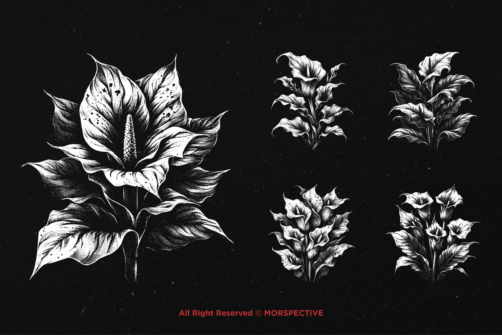 10 Bundle Dark Art Aglonema Flower 3 10 Bundle Dark Art Aglonema Flower - Image 3
