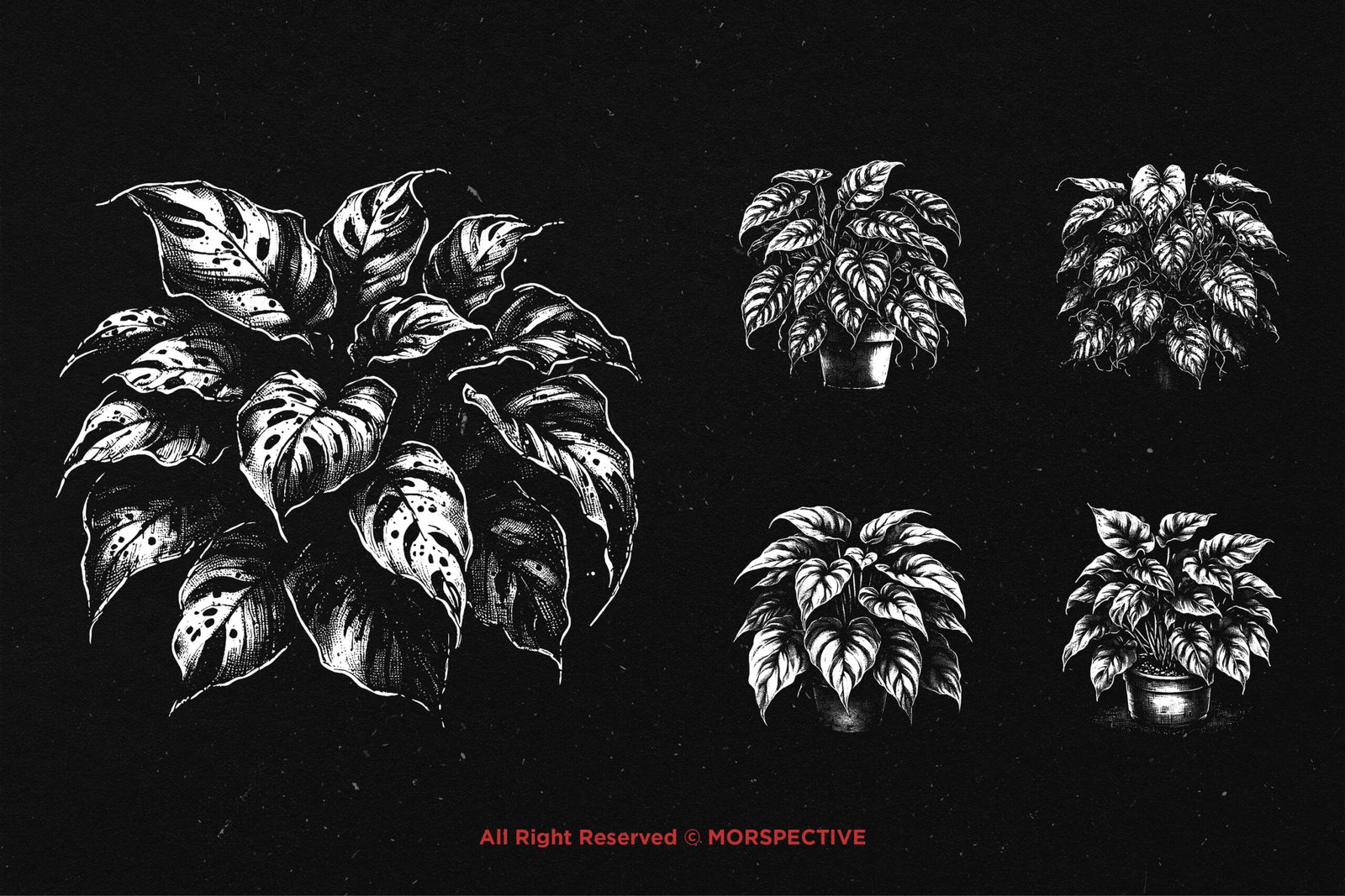 10 Bundle Dark Art Pothos Plant 4 10 Bundle Dark Art Pothos Plant - Image 4