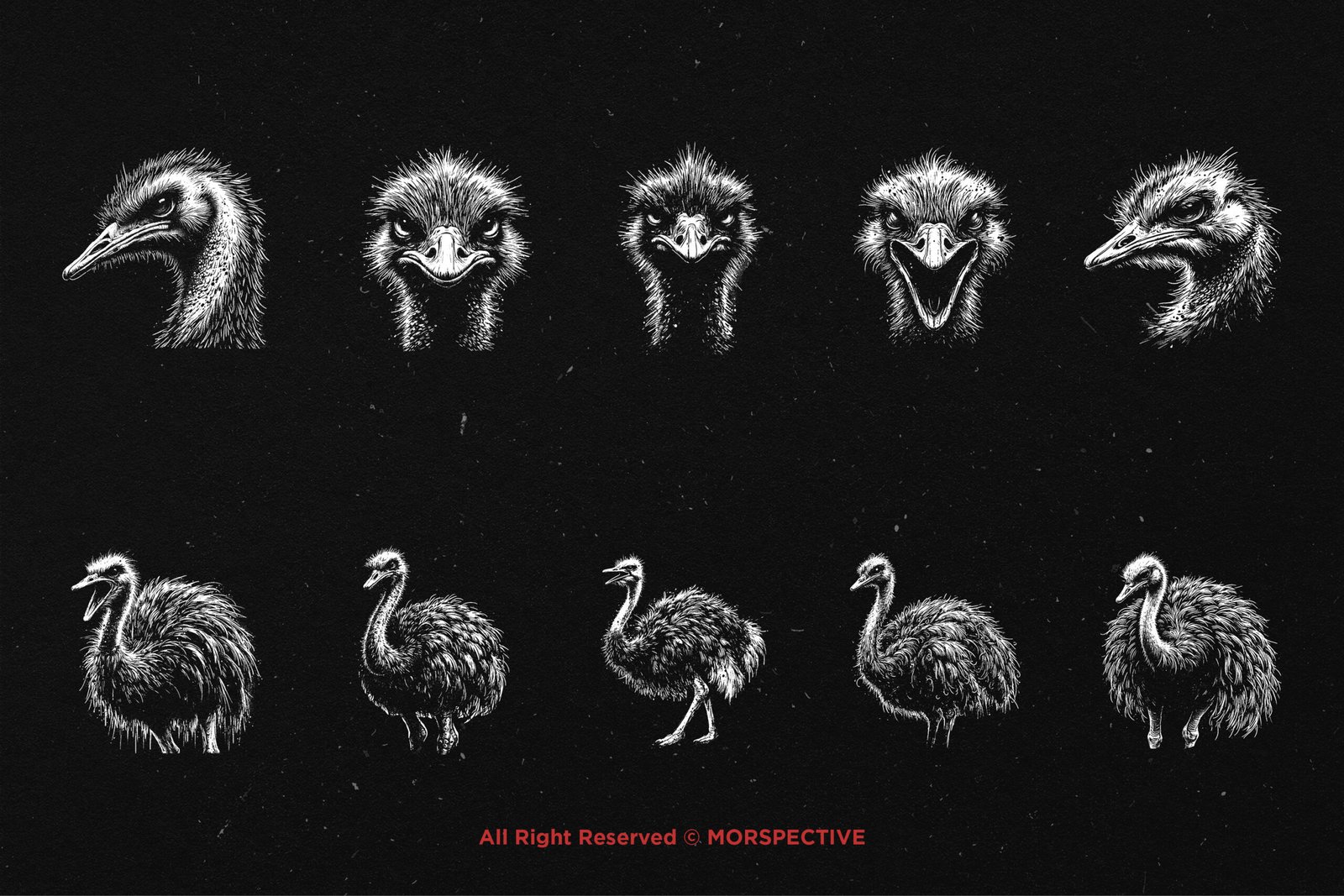 10 Bundle Dark Art Ostrich 5 10 Bundle Dark Art Ostrich - Image 5